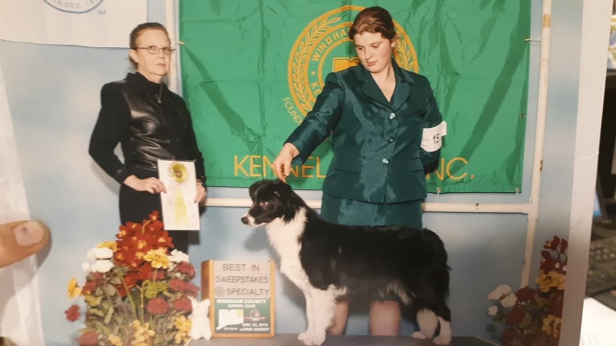 Border Collies with Imported lines breeder image 10