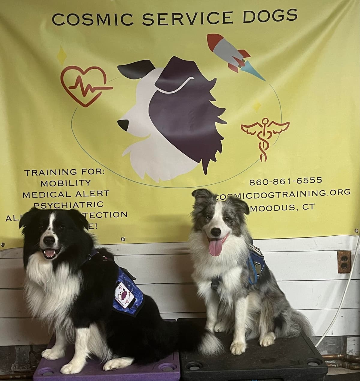 Border Collies with Imported lines breeder image 11