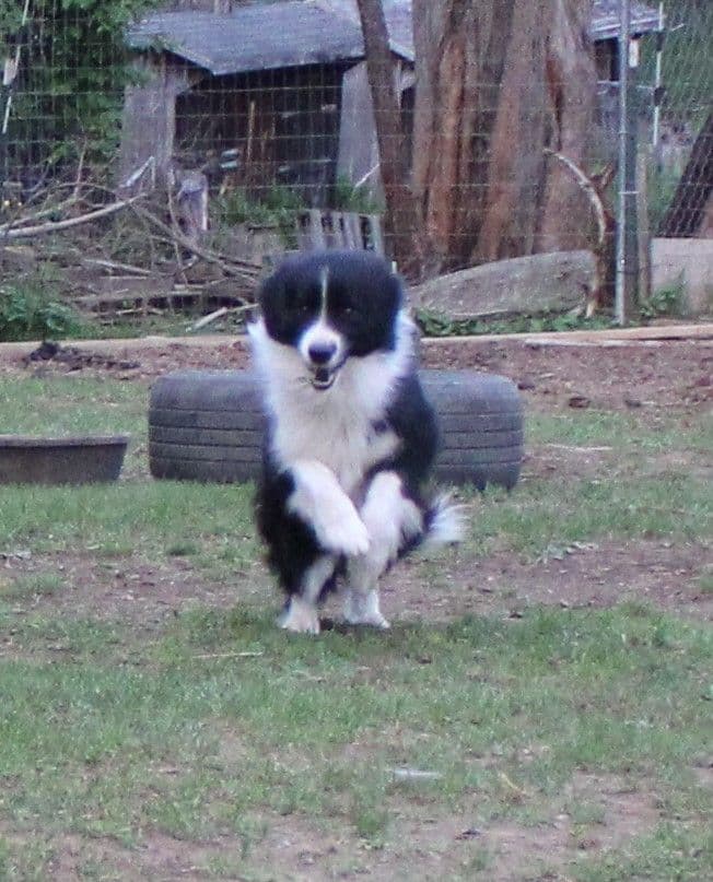 Border Collies with Imported lines breeder image 13