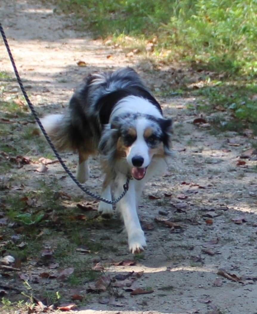 Border Collies with Imported lines breeder image 14