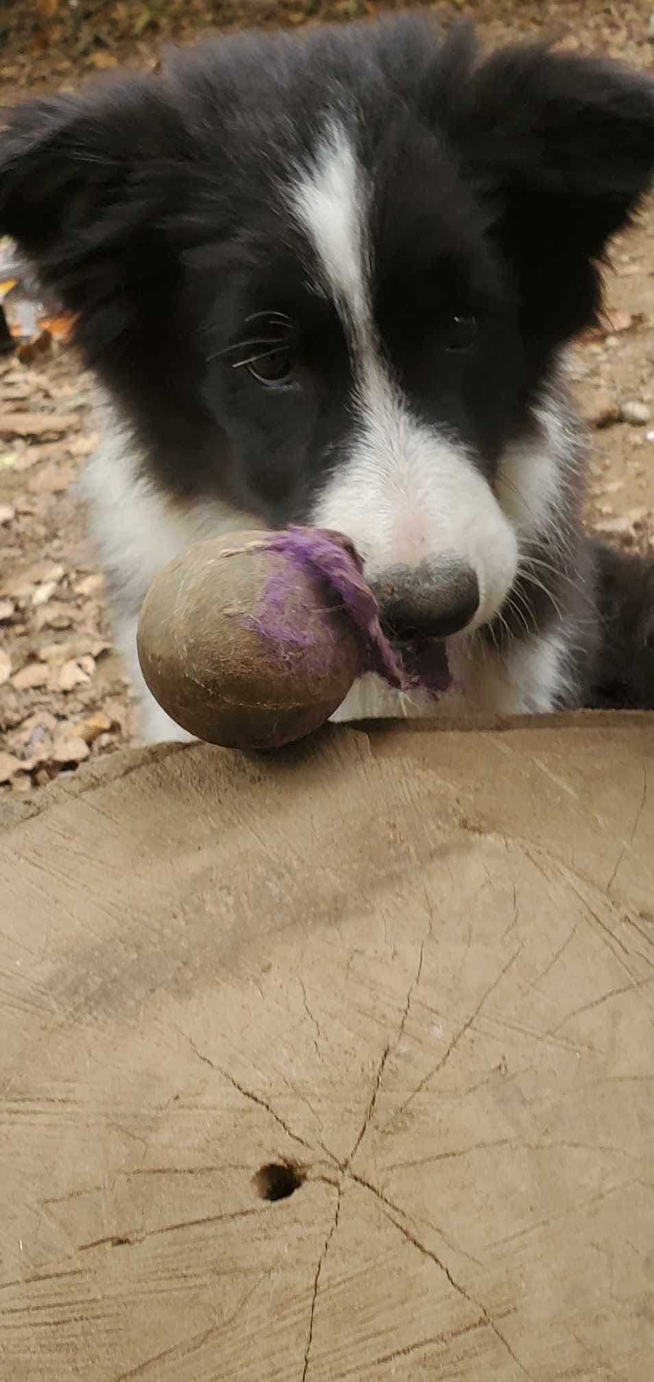 Border Collies with Imported lines breeder image 15