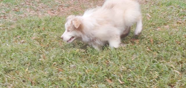 Outgoing border collie puppy media 3