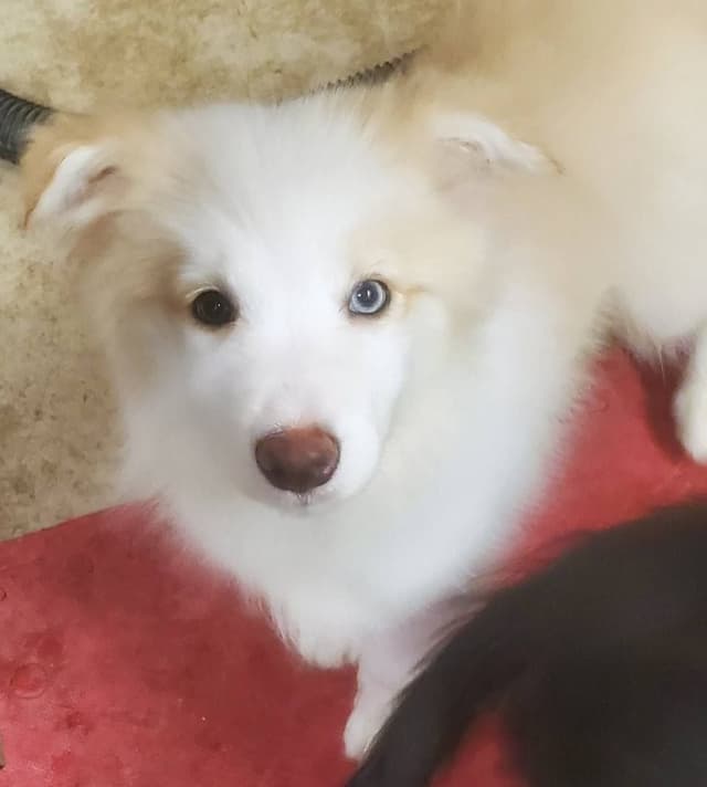 Outgoing border collie puppy media 6
