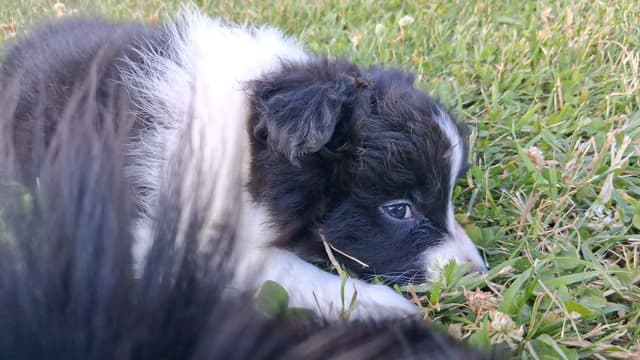 Border Collies with Imported lines media 2