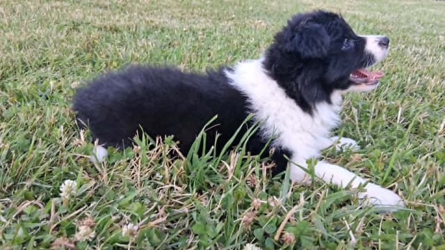 Border Collies with Imported lines media 5