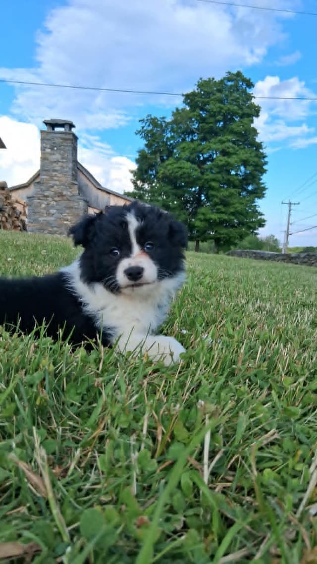 Border Collies with Imported lines media 4
