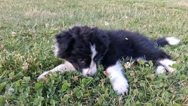 Border Collies with Imported lines media 3