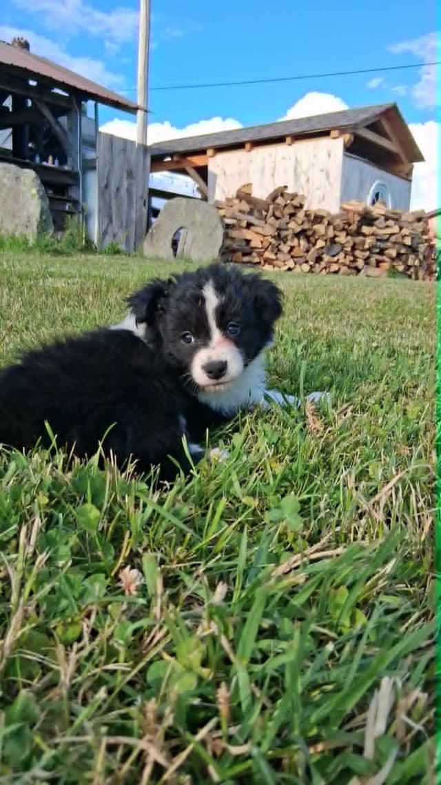 Border Collies with Imported lines media 7