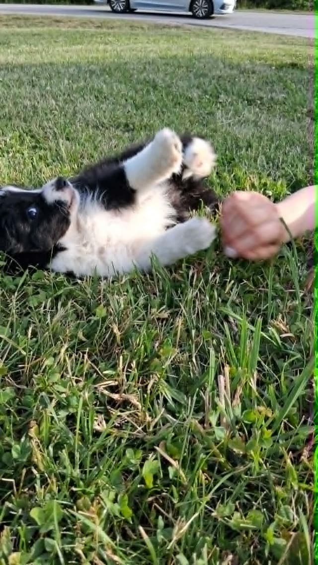 Border Collies with Imported lines media 6