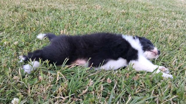 Border Collies with Imported lines media 8