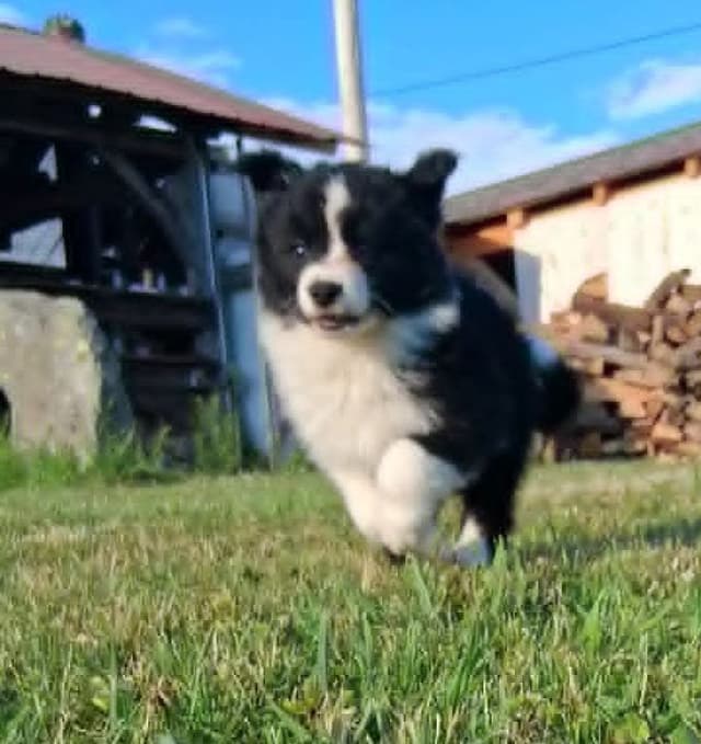 Border Collies with Imported lines media 10