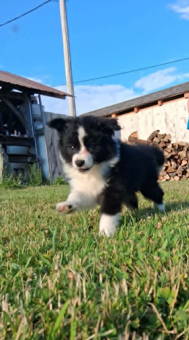 Border Collies with Imported lines media 9