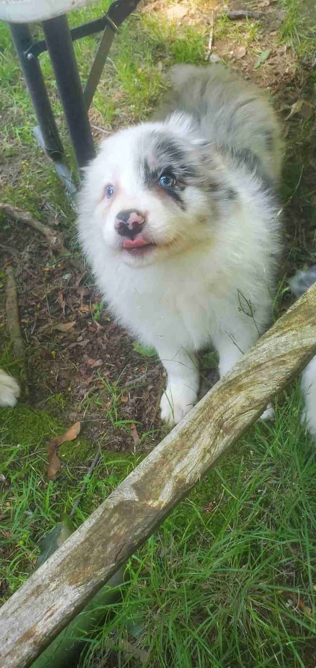 Border Collies with Imported lines media 11