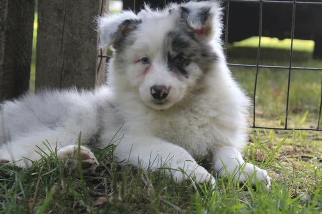 Border Collies with Imported lines media 12
