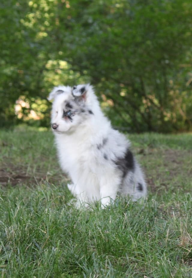 Border Collies with Imported lines media 13