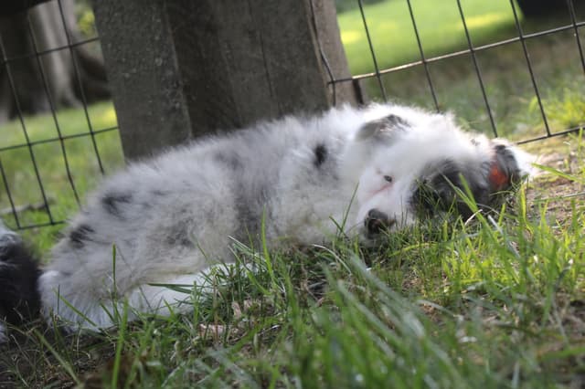 Border Collies with Imported lines media 14