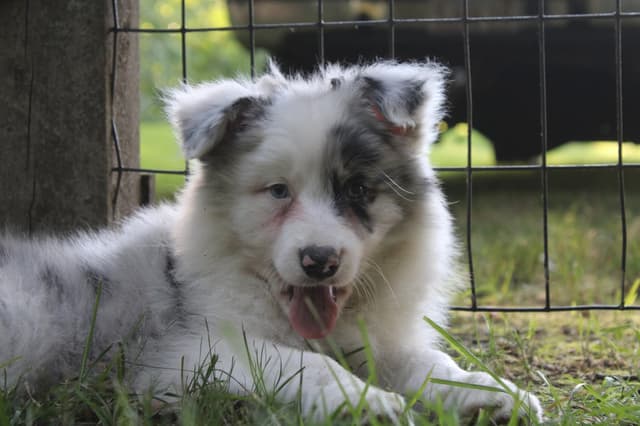Border Collies with Imported lines media 15