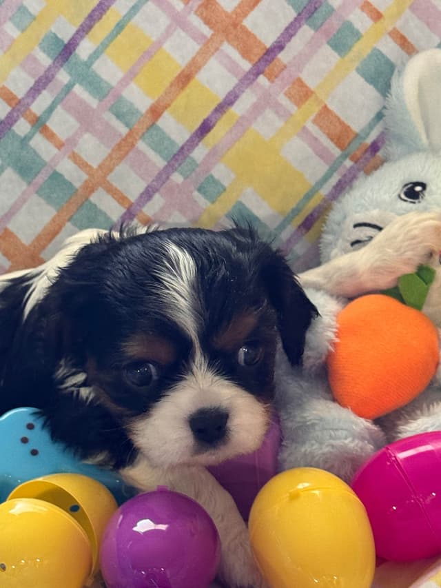 Cavalier King Charles Spaniel Puppies media 2