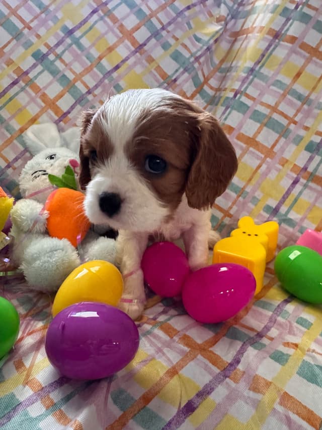 Cavalier King Charles Spaniel Puppies media 4