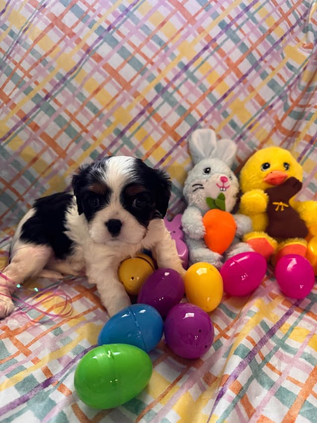 Cavalier King Charles Spaniel Puppies media 5