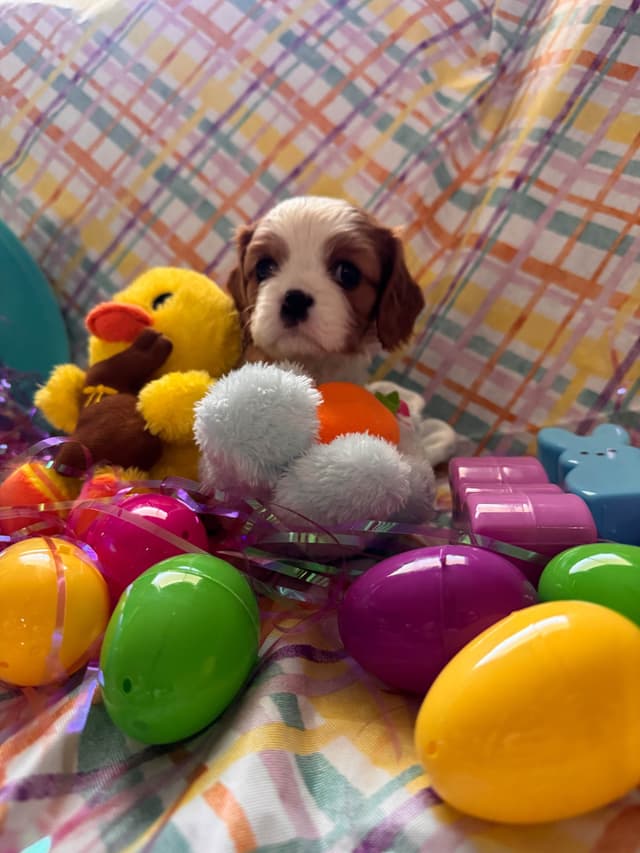 Cavalier King Charles Spaniel Puppies media 6