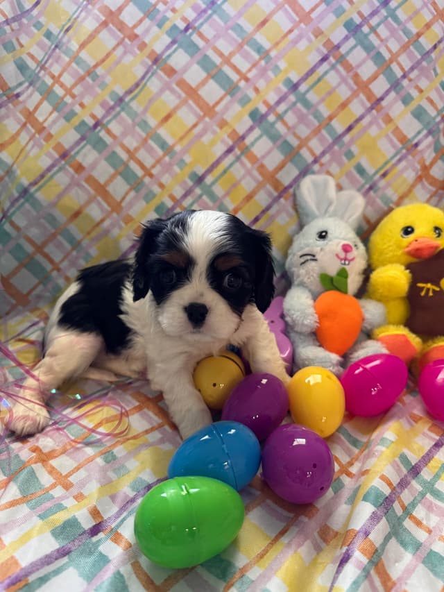 Cavalier King Charles Spaniel Puppies media 8