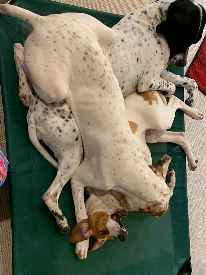 Pointer Puppies breeder image 11