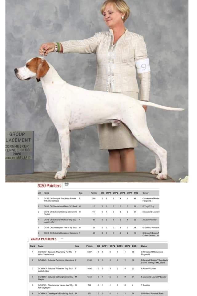Pointer Puppies breeder image 13
