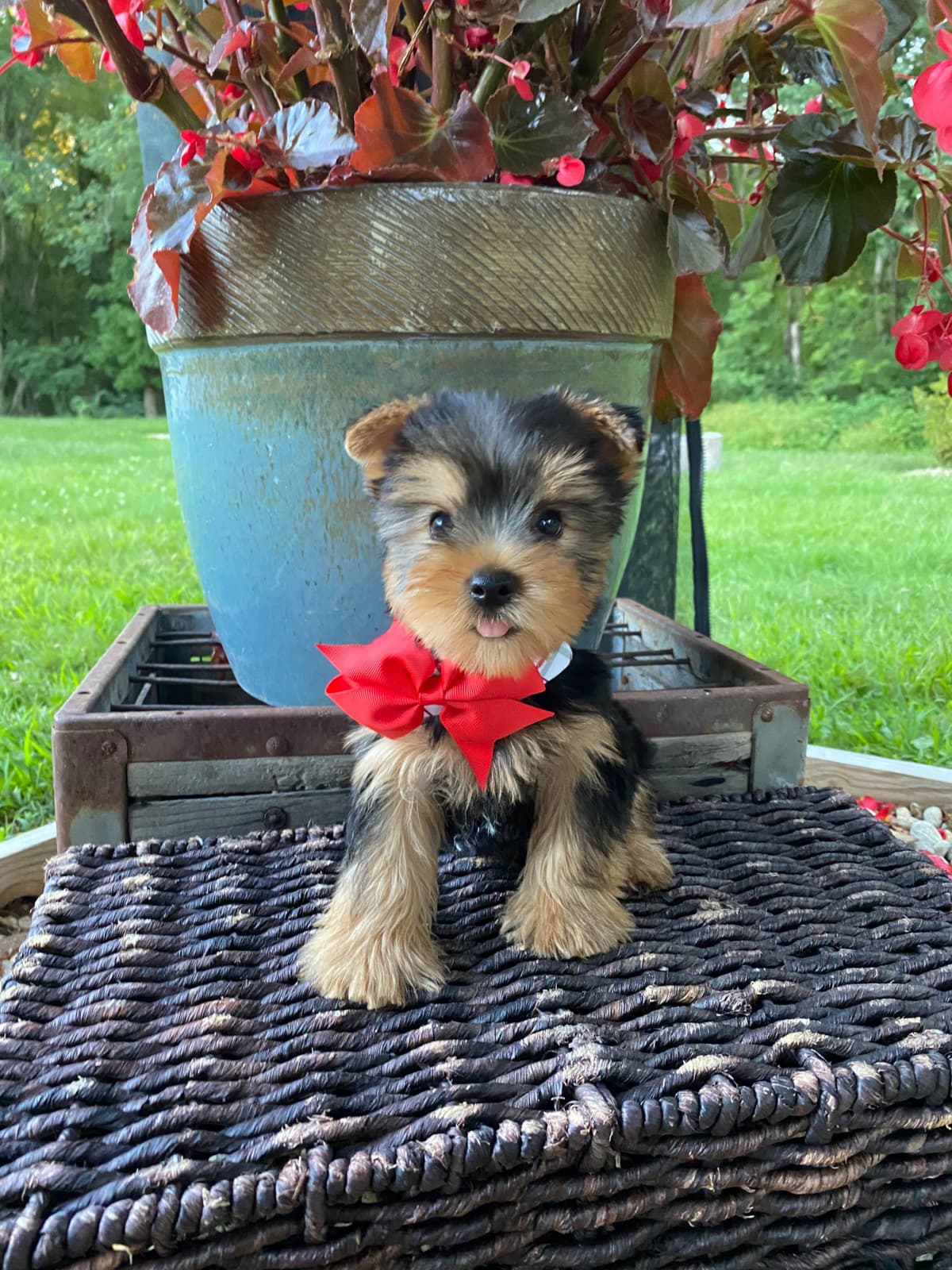Biewer Terrier Puppies breeder image 10