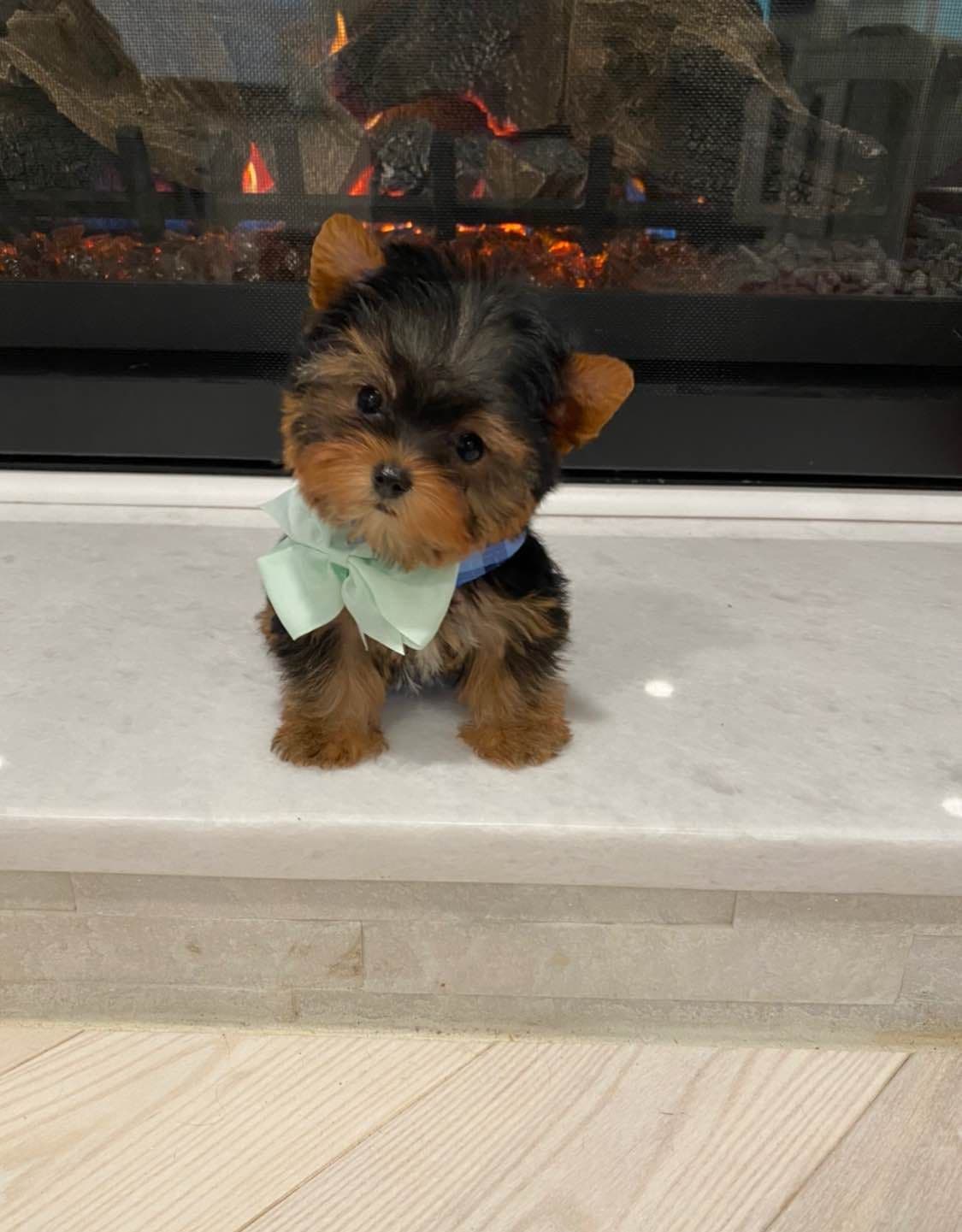 Biewer Terrier Puppies breeder image 11