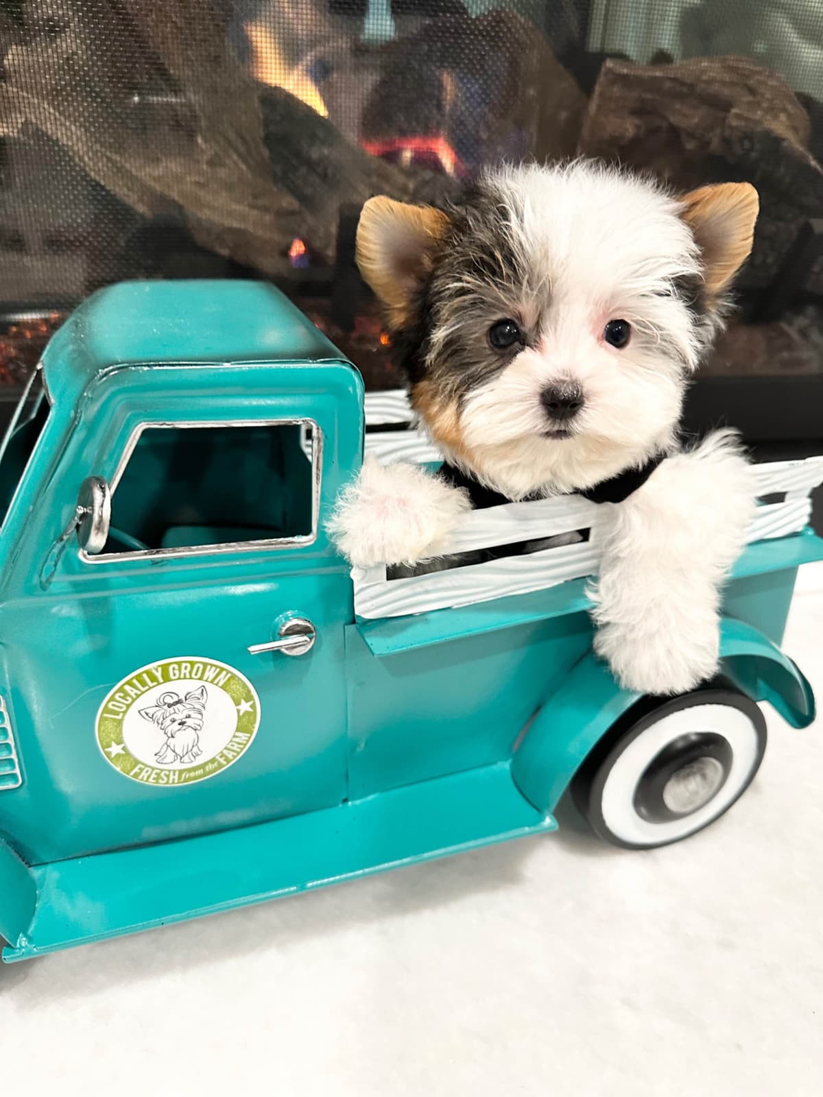 Biewer Terrier Puppies breeder image 13