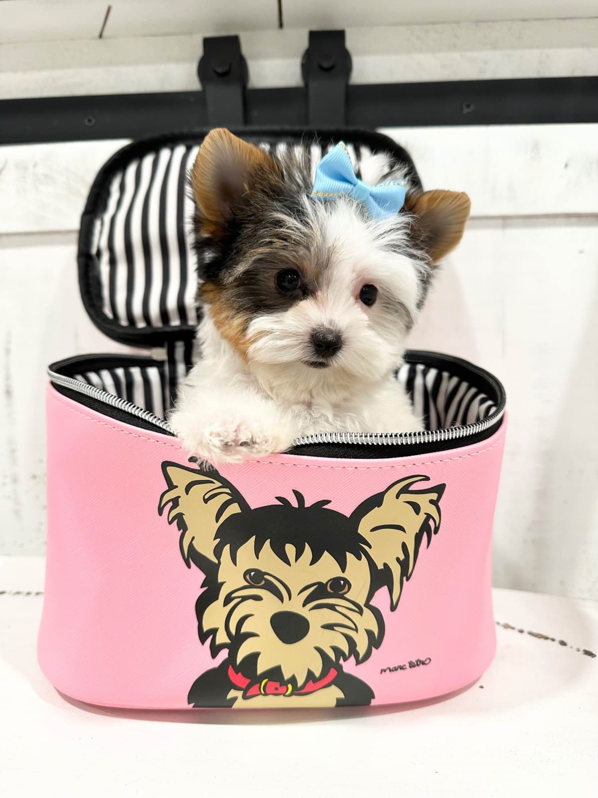 Biewer Terrier Puppies breeder image 12
