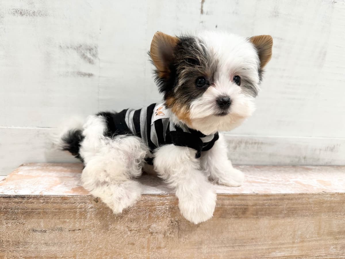 Biewer Terrier Puppies breeder image 14