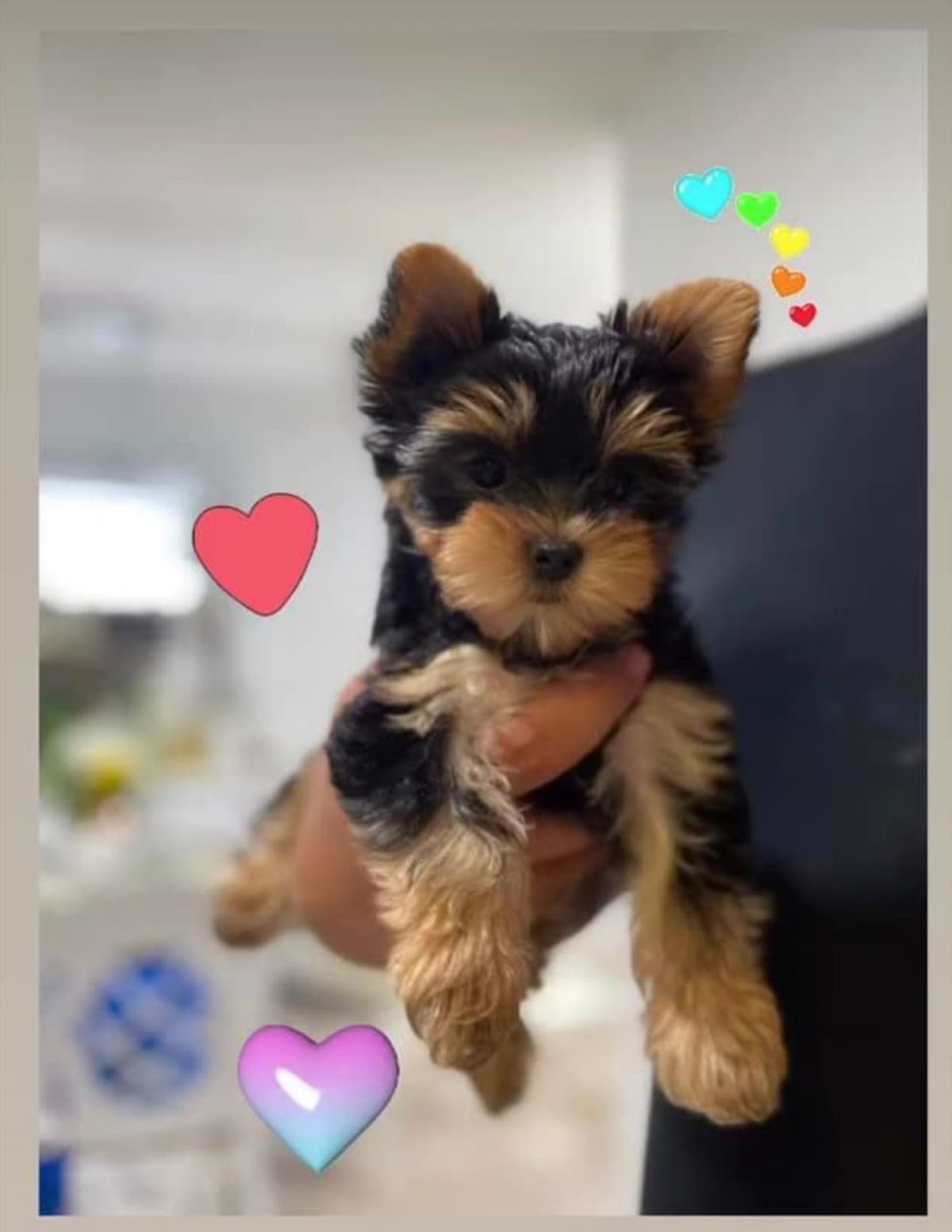 Biewer Terrier Puppies breeder image 15