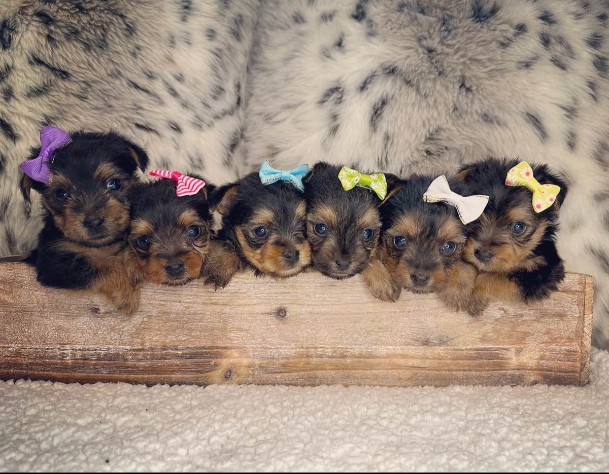 Biewer Terrier Puppies breeder image 16