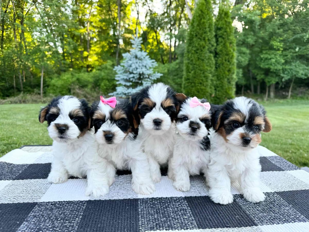 Biewer Terrier Puppies breeder image 17