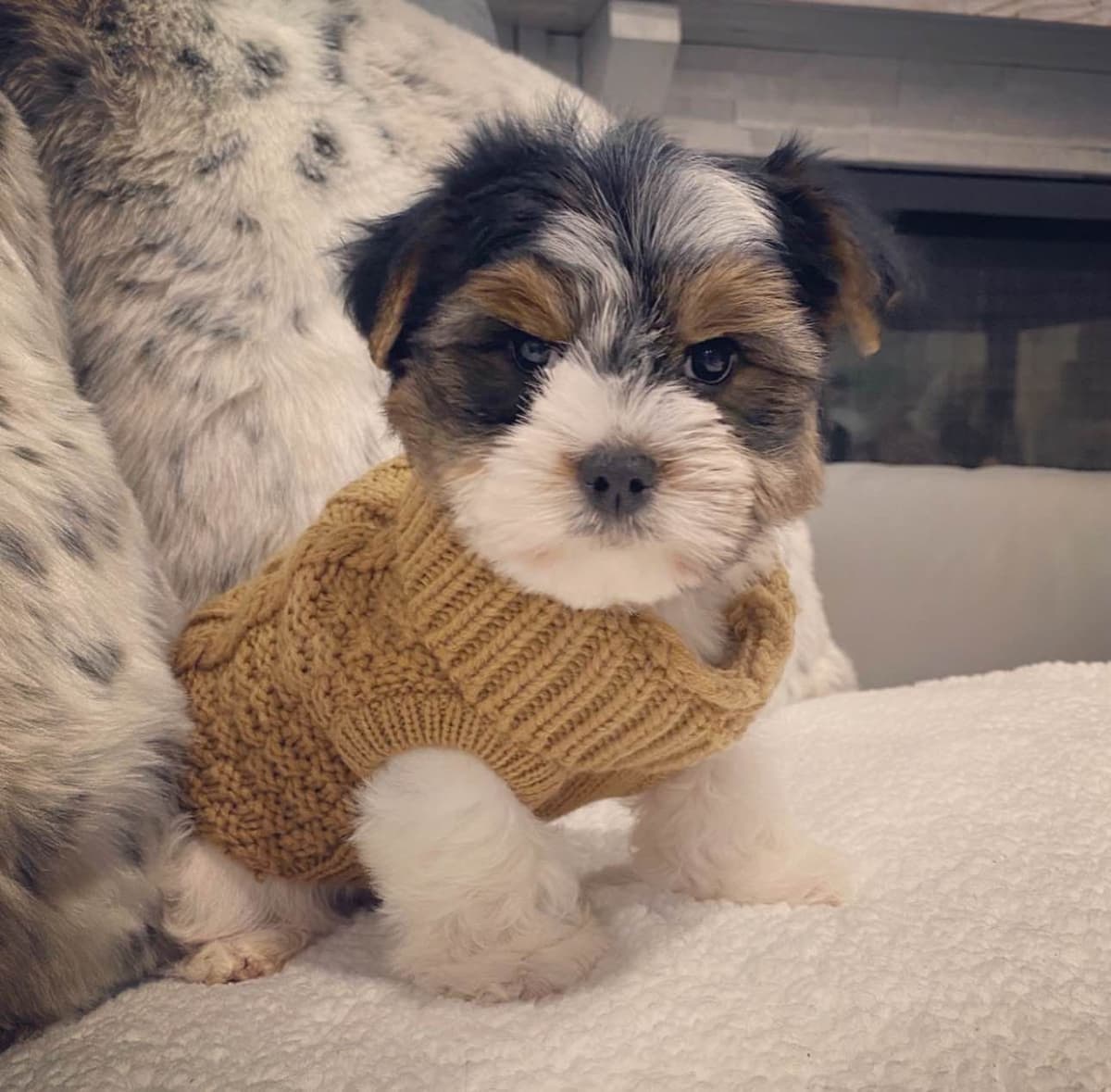 Biewer Terrier Puppies breeder image 19