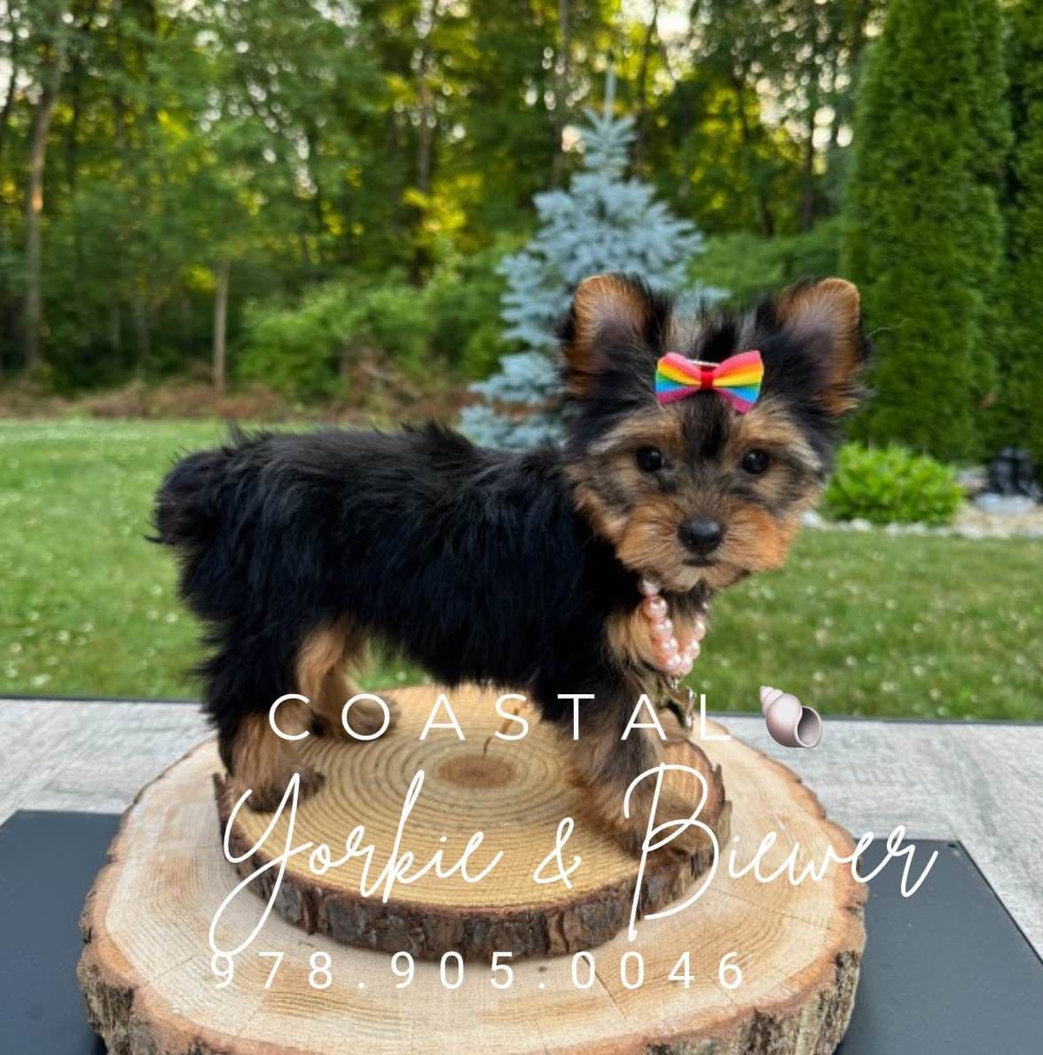 Biewer Terrier Puppies breeder image 23