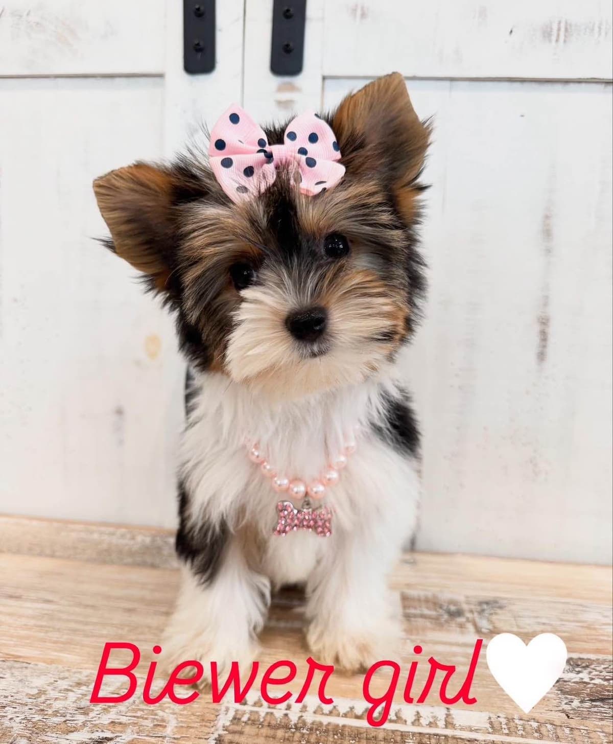 Biewer Terrier Puppies breeder image 25