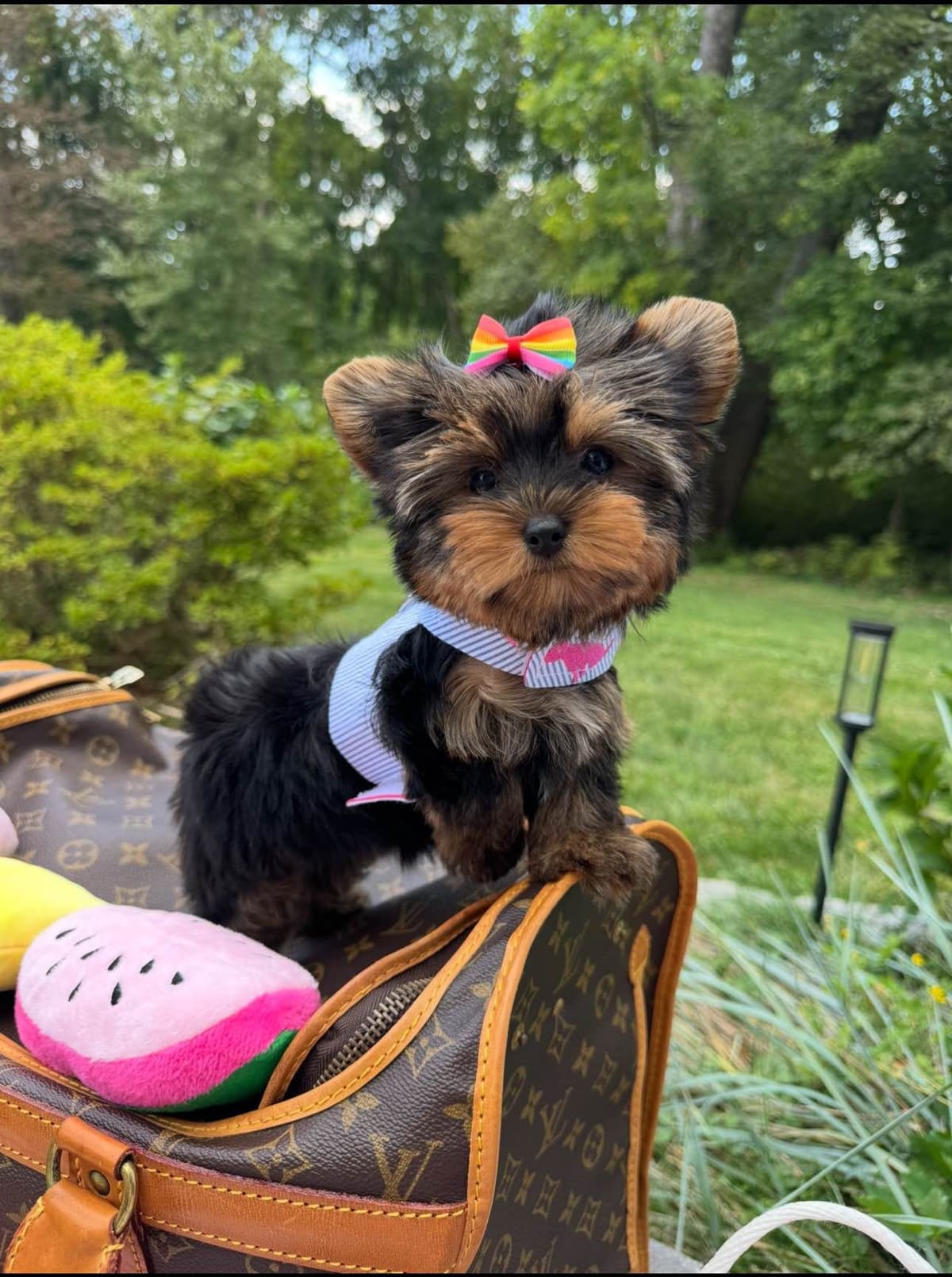 Biewer Terrier Puppies breeder image 4
