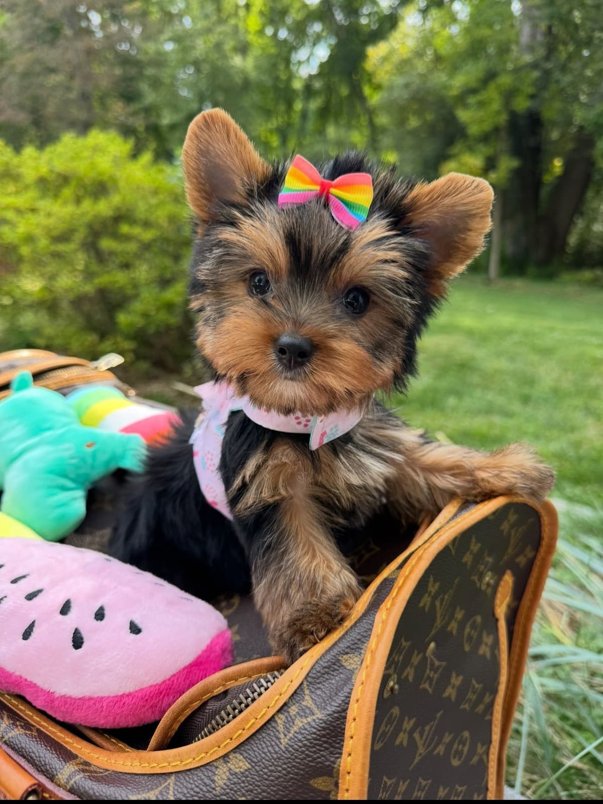 Biewer Terrier Puppies breeder image 3