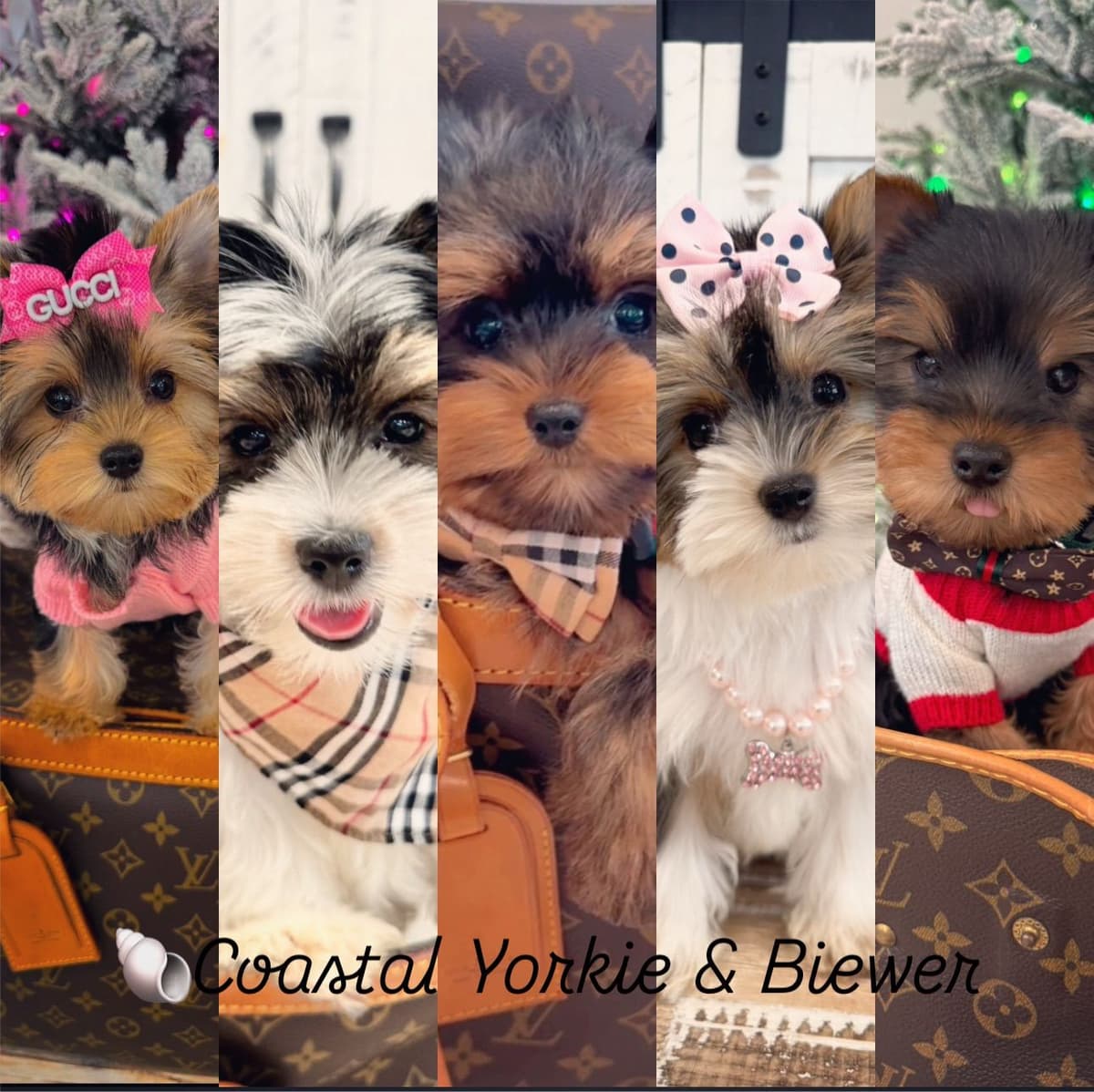 Biewer Terrier Puppies breeder image 1