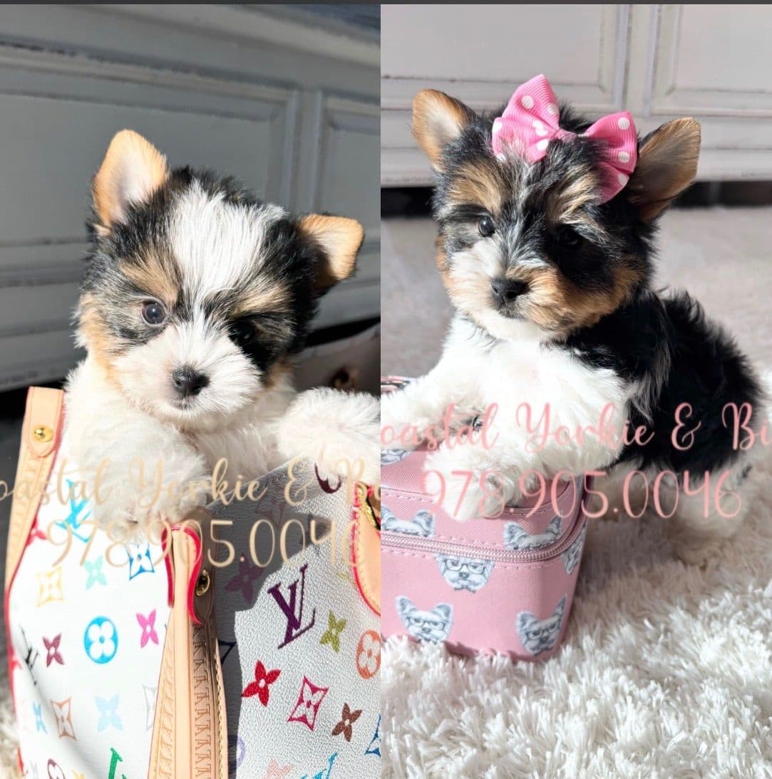 Biewer Terrier Puppies breeder image 28