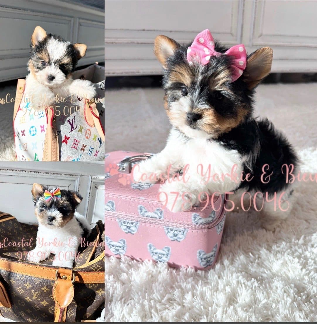 Biewer Terrier Puppies breeder image 29