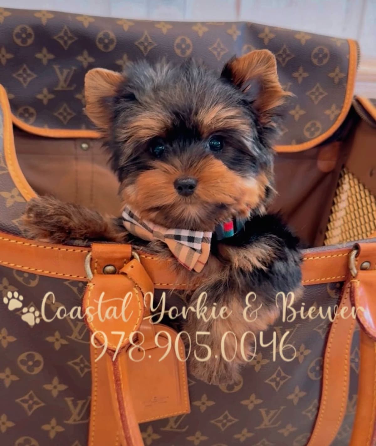Biewer Terrier Puppies breeder image 30
