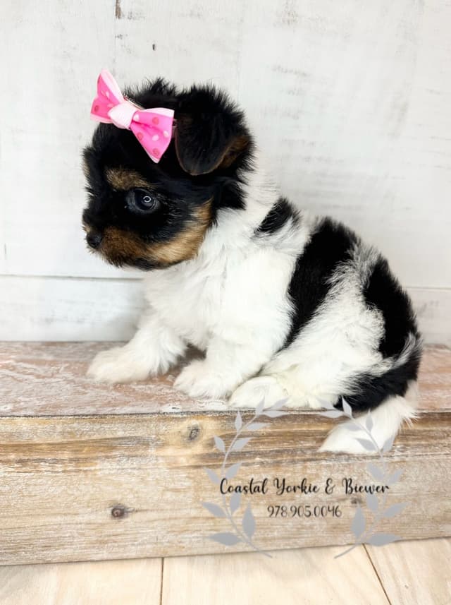 Biewer Terrier Puppies media 2