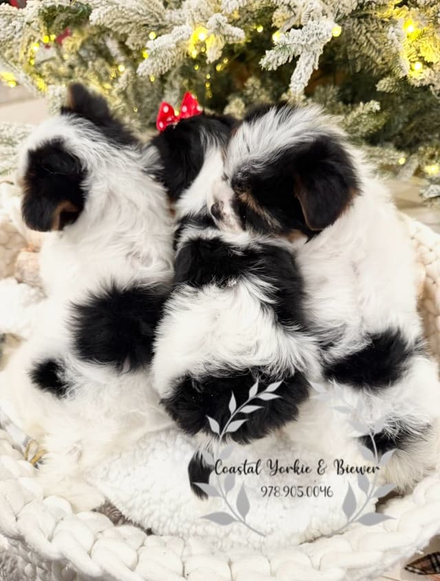 Biewer Terrier Puppies media 3