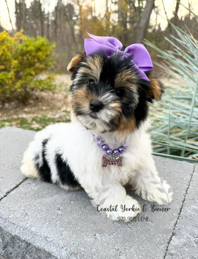 Biewer Terrier Puppies media 5