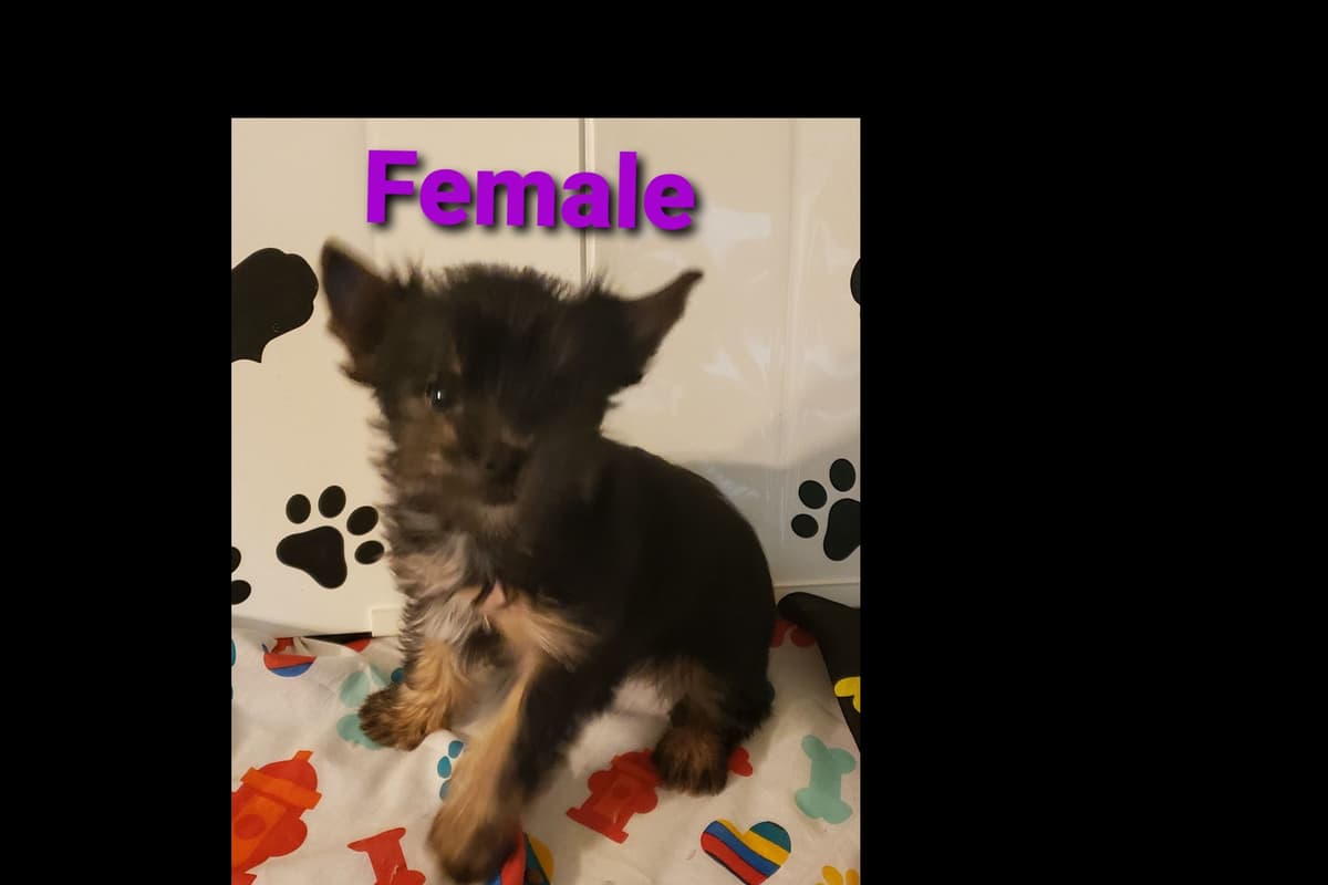 Yorkshire Terrier Puppies breeder image 11
