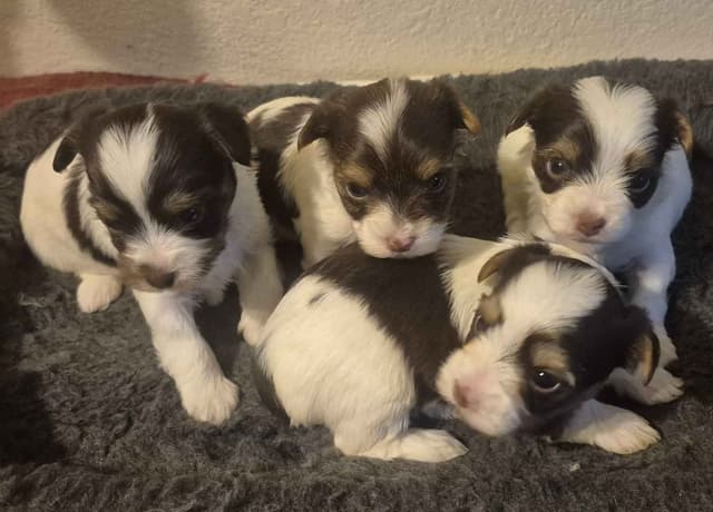 Yorkshire Terrier Puppies media 2